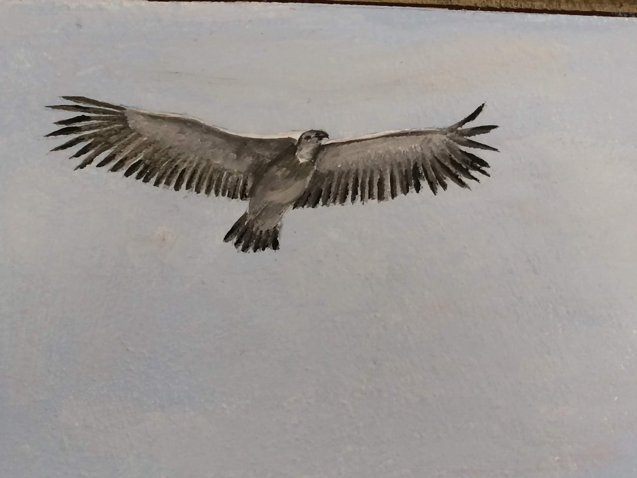 A watercolour study of a bird of prey seen from directly below in full flight, wings spread wide, painted in soft greys and near-black on a pale cool ground
