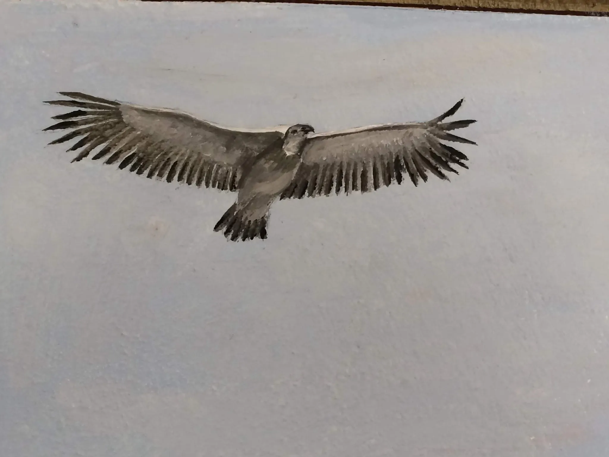 A watercolour study of a bird of prey seen from directly below in full flight, wings spread wide, painted in soft greys and near-black on a pale cool ground