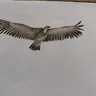See Wide Wings on your wall